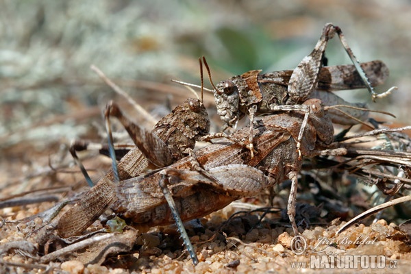 Blauflügelige Ödlandschrecke (Oedipoda caerulescens)