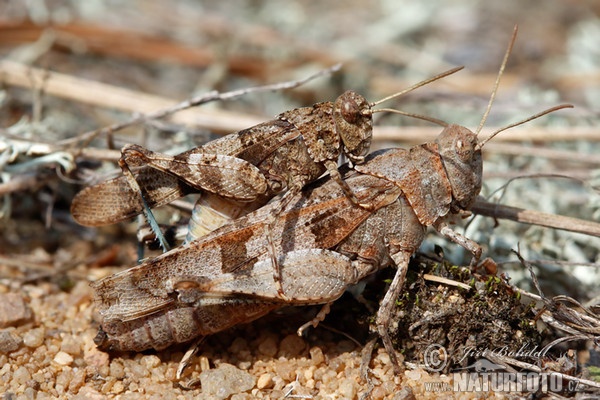 Blauflügelige Ödlandschrecke (Oedipoda caerulescens)