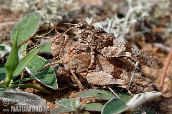 Blauflügelige Ödlandschrecke (Oedipoda caerulescens)