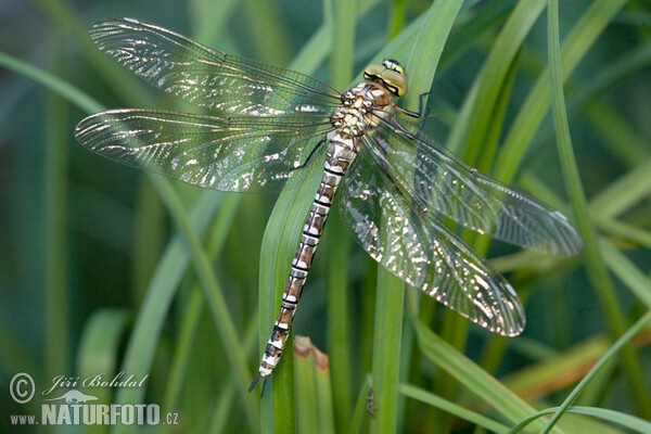 Blaugrüne Mosaikjungfer (Aeshna cyanea)