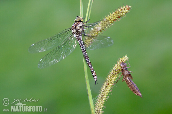 Blaugrüne Mosaikjungfer (Aeshna cyanea)