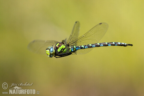 Blaugrüne Mosaikjungfer (Aeshna cyanea)