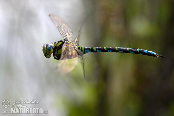 Blaugrüne Mosaikjungfer (Aeshna cyanea)