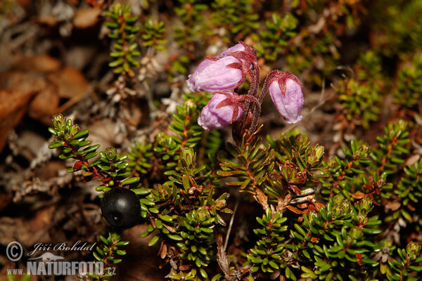 Blauheide (Phyllodoce caerulea)