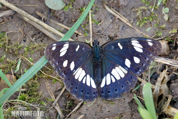 Blauschwarzer Eisvogel (Limenitis reducta)