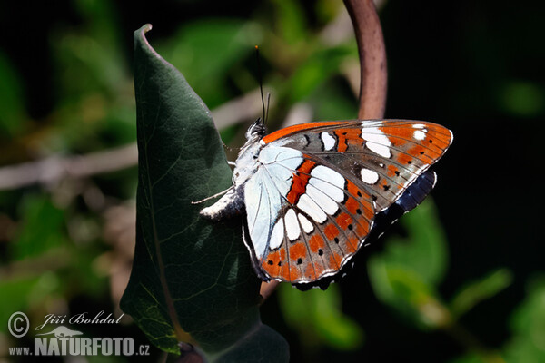 Blauschwarzer Eisvogel (Limenitis reducta)