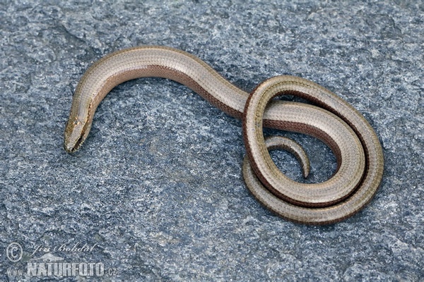 Blindschleiche (Anguis fragilis)