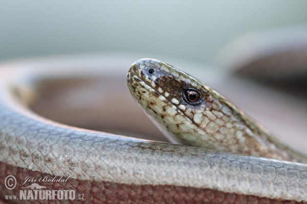 Blindschleiche (Anguis fragilis)