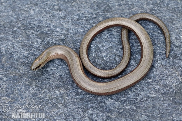 Blindschleiche (Anguis fragilis)