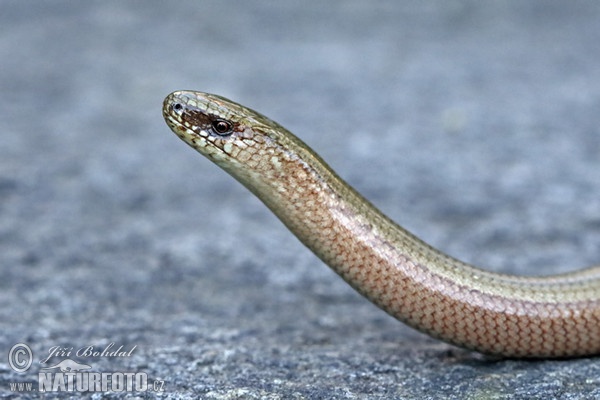 Blindschleiche (Anguis fragilis)