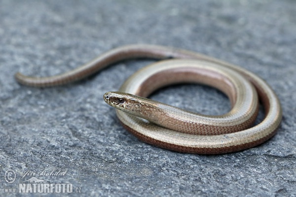 Blindschleiche (Anguis fragilis)