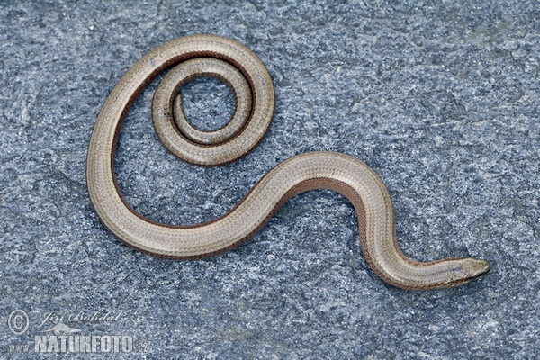 Blindschleiche (Anguis fragilis)