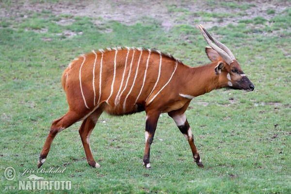 Bongo (Tragelaphus eurycerus isaaci)