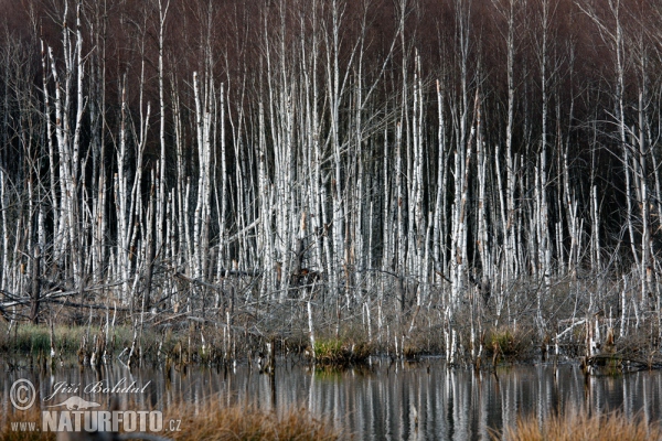 Borkovicka blata (TA)