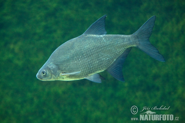 Brassen (Abramis brama)