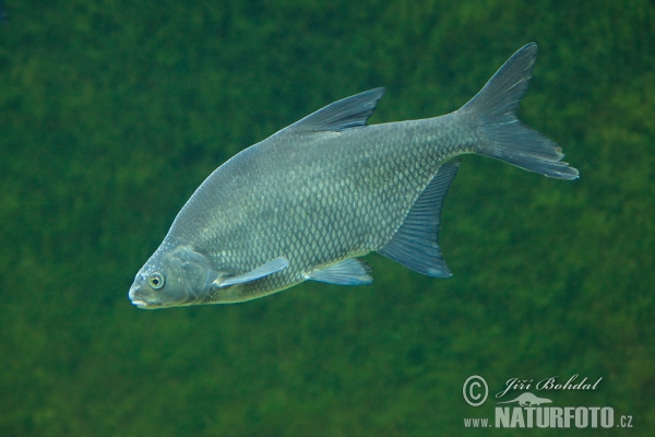 Brassen (Abramis brama)