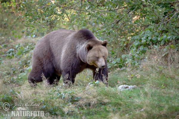 Braunbär (Ursus arctos)