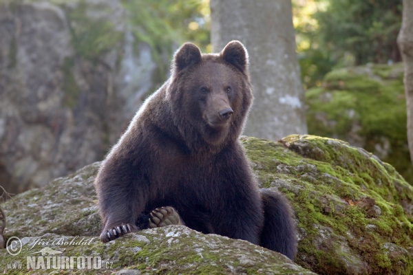 Braunbär (Ursus arctos)