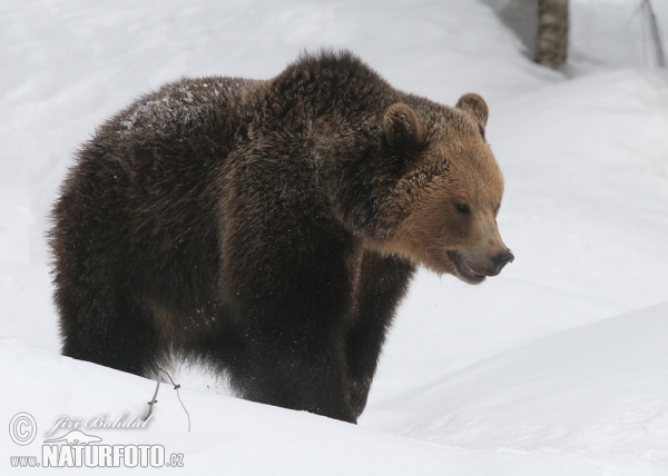 Braunbär (Ursus arctos)