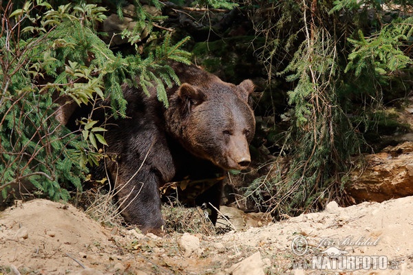 Braunbär (Ursus arctos)