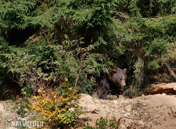 Braunbär (Ursus arctos)