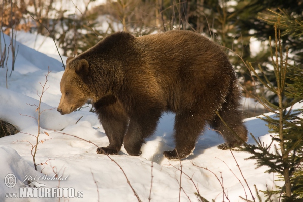 Braunbär (Ursus arctos)