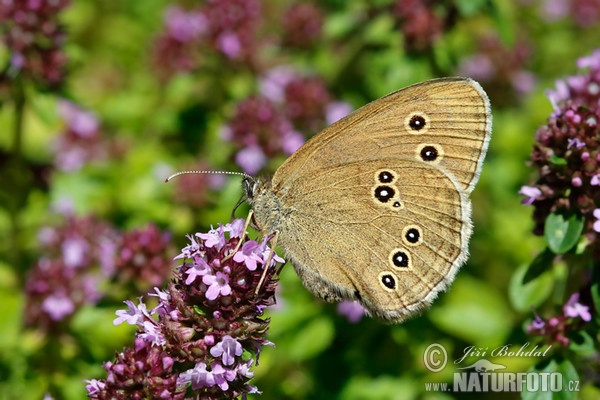 Brauner Waldvogel (Aphantopus hyperantus)