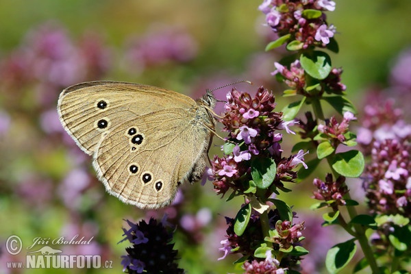 Brauner Waldvogel (Aphantopus hyperantus)