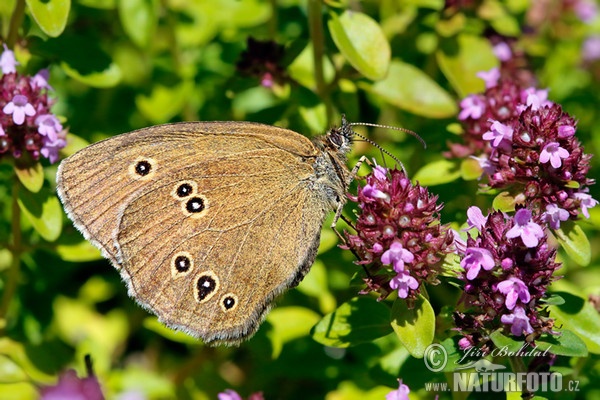 Brauner Waldvogel (Aphantopus hyperantus)