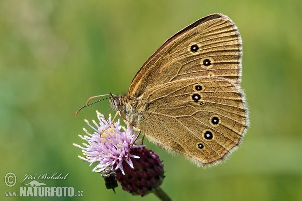 Brauner Waldvogel (Aphantopus hyperantus)