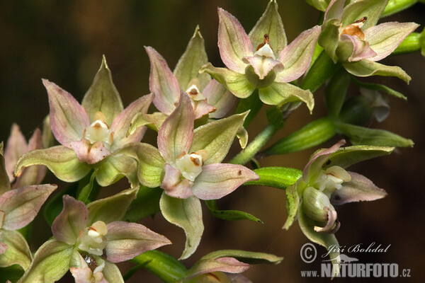 Breitblättrige Stendelwurz (Epipactis helleborine)