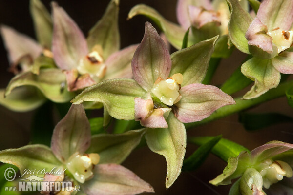 Breitblättrige Stendelwurz (Epipactis helleborine)