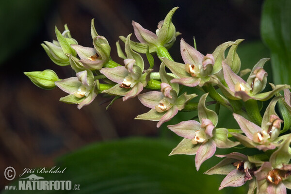 Breitblättrige Stendelwurz (Epipactis helleborine)