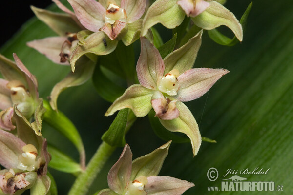 Breitblättrige Stendelwurz (Epipactis helleborine)