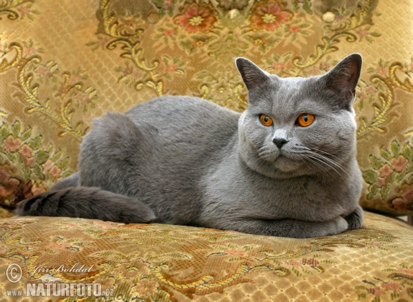 Britisch Kurzhar Katze - Farbe blau (Felis britannica)