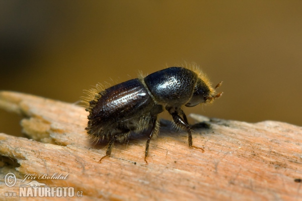 Buchdrucker (Käfer) (Ips typographus)