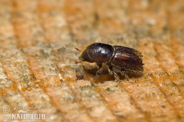 Buchdrucker (Käfer) (Ips typographus)