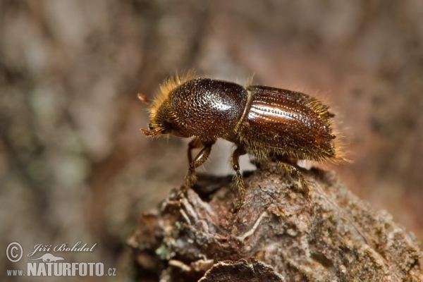 Buchdrucker (Käfer) (Ips typographus)