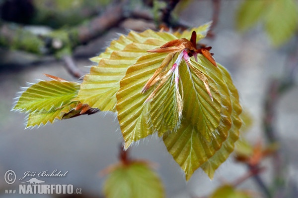 Buche (Fagus sylvatica)