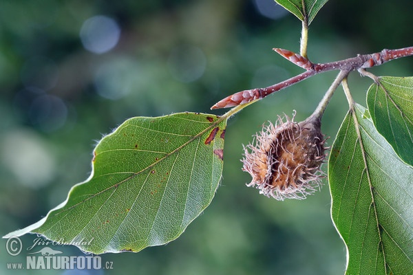 Buche (Fagus sylvatica)