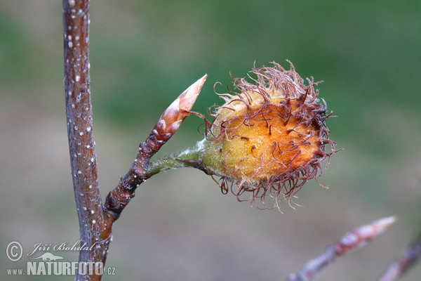 Buche (Fagus sylvatica)