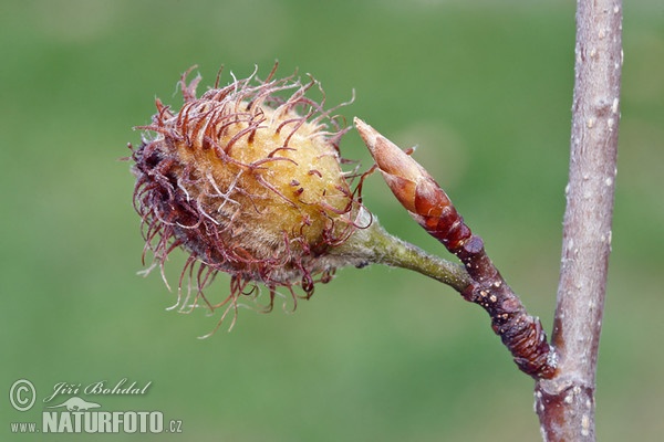 Buche (Fagus sylvatica)