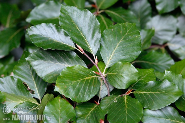 Buche (Fagus sylvatica)