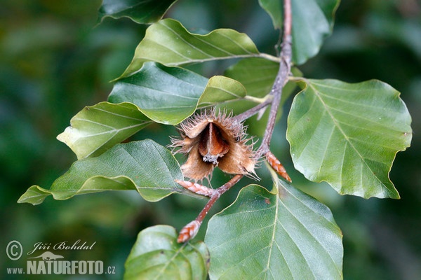 Buche (Fagus sylvatica)