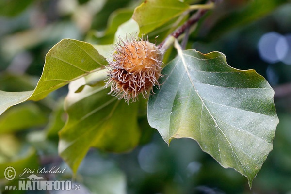 Buche (Fagus sylvatica)