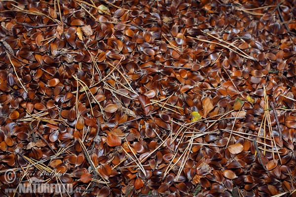 Buche (Fagus sylvatica)