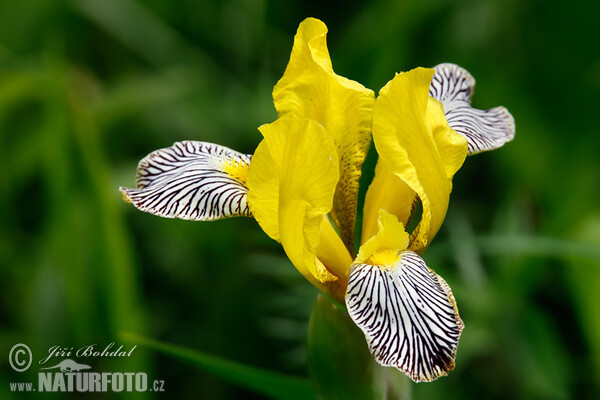 Bunte Schwertlilie (Iris variegata)