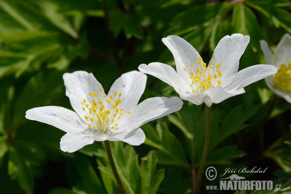 Busch Windröschen (Anemone nemorosa)