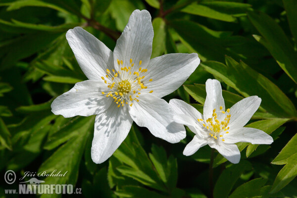 Busch Windröschen (Anemone nemorosa)