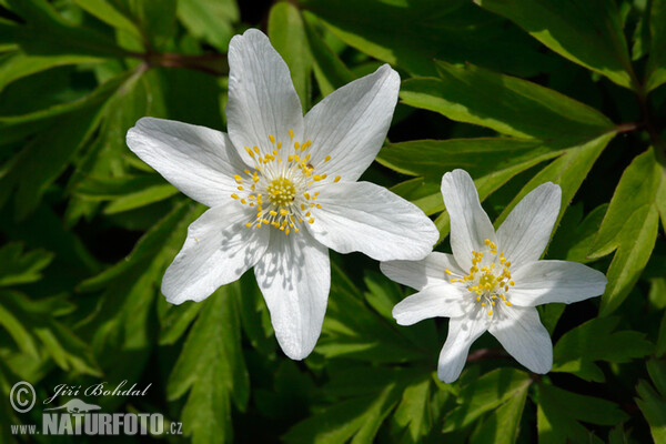 Busch Windröschen (Anemone nemorosa)